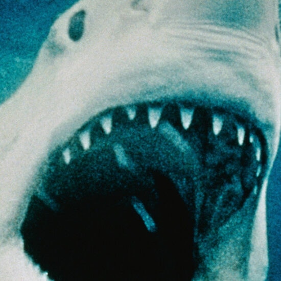 The Best Shark Movies To Watch That Are Not Jaws